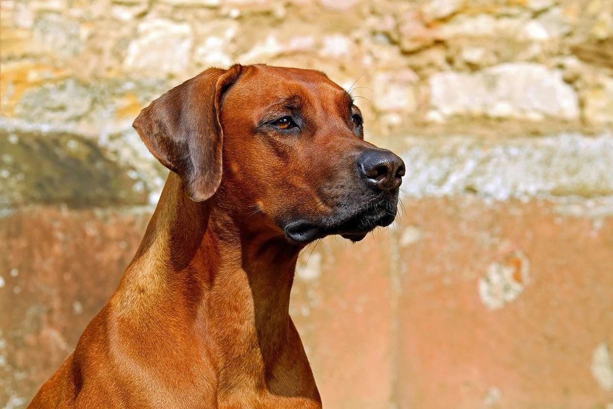 Chien de race Rhodesian Ridgeback, assis, regardant vers la droite, contre un mur de pierre Chien de race Rhodesian Ridgeback, assis, regardant vers la droite, contre un mur de pierre